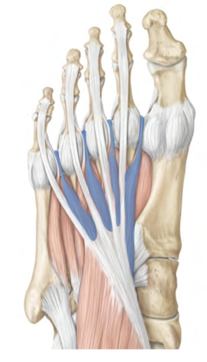 <p>Central compartment</p><p>-1st: medial plantar nerve</p><p>-2-4: lateral plantar nerve</p><p>-Flexes MTP joints, Extends PIP &amp; DIP joints</p><p>-prox: Tendons of flexor digitorum longus</p><p>-distal: Extensor expansions of digits 2-5</p>