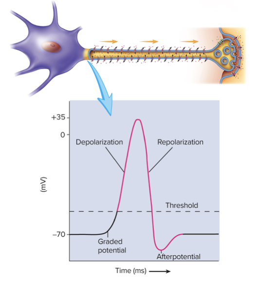 <ul><li><p>Used by neurons for communication</p></li><li><p>Result from summation of graded potentials</p></li><li><p>LARGE change in membrane potential</p></li><li><p>Spreads (travels) without changing in magnitude over long distances</p></li><li><p>Comes in phases&nbsp;</p></li></ul><p></p>