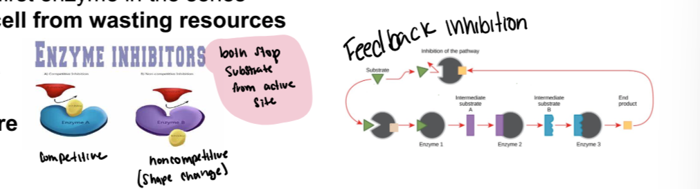 <ol><li><p>Competitive</p><ol><li><p>Binds the active site</p></li><li><p>Does not undergo any reaction or change (the enzyme)</p></li><li><p>Irreversible- inhibitor binds and never leaves, reversible- inhibitor binds and leaves and binds and leaves</p></li><li><p>Antimicrobial agent sulfanilamide</p></li></ol></li><li><p>Noncompetitive</p><ol><li><p>Binds the allosteric site- some other place on the enzyme</p></li><li><p>Causes active site to change shape</p></li><li><p>Can be reversible or irreversible</p></li><li><p>Feedback inhibition- an end product in a series of reactions inhibits the first enzyme in the series.</p></li></ol></li></ol><p><span>Keeps the cell from wasting resources</span></p><p><span>&nbsp;</span></p>