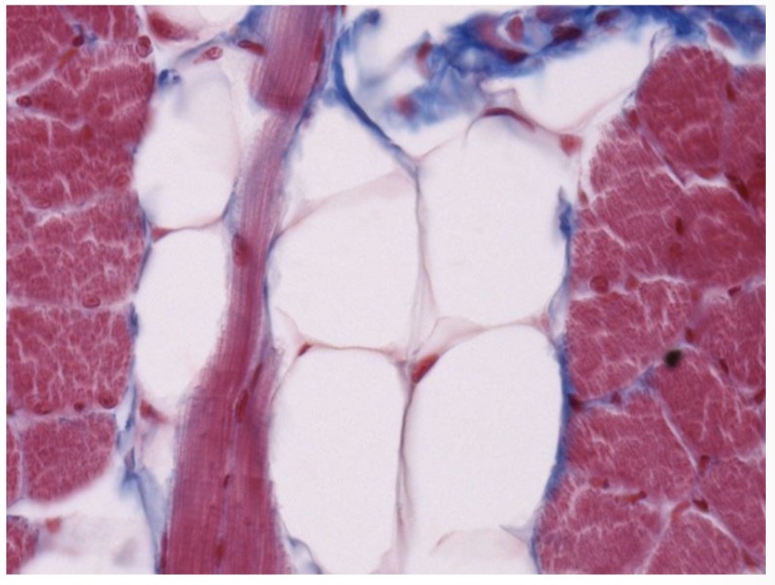 <p>Specializuoti lipidų kaupimui citoplazmoje</p>