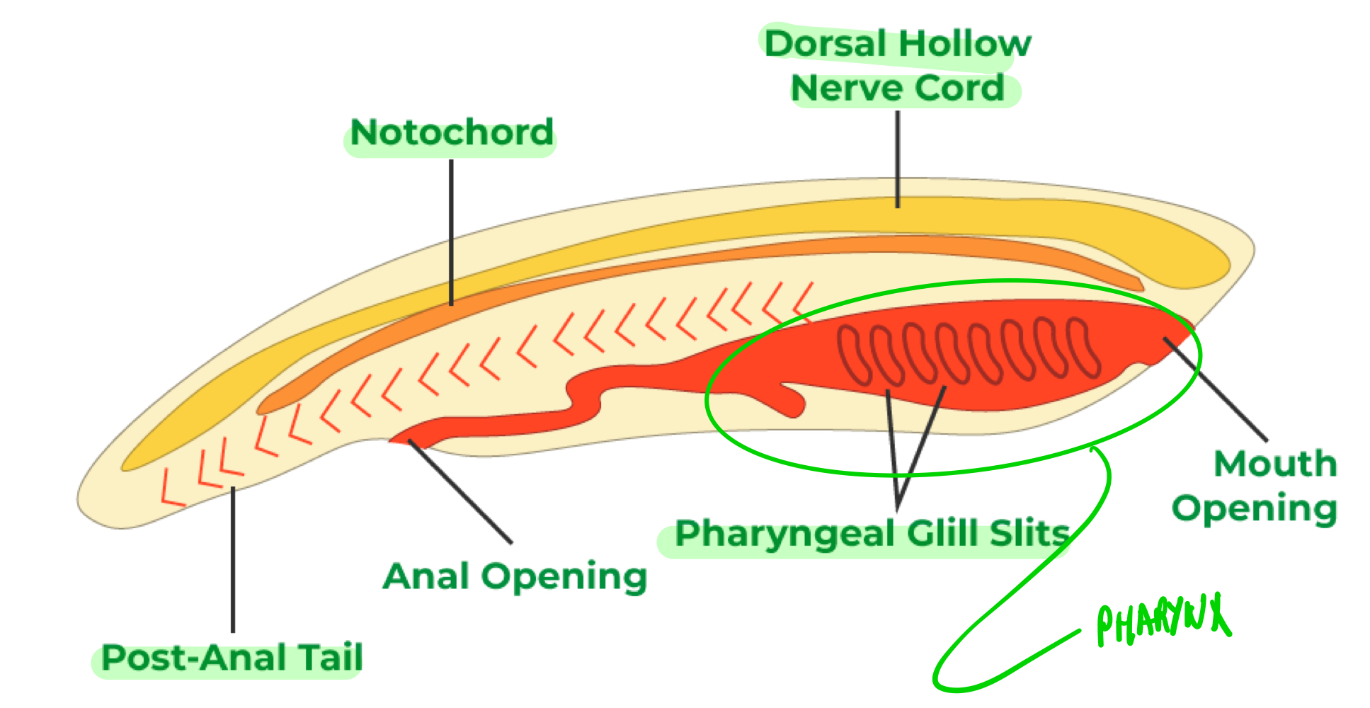 <ul><li><p>The notochord provides skeletal support, developing into the vertebral column in vertebrates.</p></li><li><p>The dorsal hollow nerve cord develops into the central nervous system.</p></li><li><p>The gill slits are openings in the pharynx that, commonly: (a) in invertebrate aquatic chordates, filters water; (b) in vertebrate aquatic chordates, develop into gill arches, such as in bony fish, and; (c) in terrestrial animals, develops into the jaw and inner ear bone.</p></li><li><p>The post-anal tail is a muscular region of the body aiding locomotion and balance.</p></li></ul>