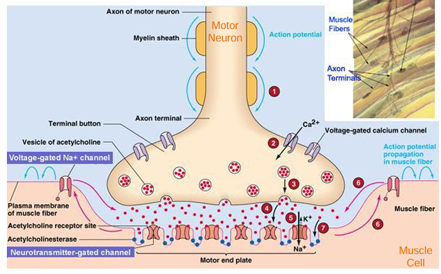 <p>action potential propagates along the motor neuron to axon terminal</p><p>local calcium influx (voltage gated Ca<sup>2+</sup> channels) triggers release of the neurotransmitter ACh into the synapse</p><p>ACh diffuses across synaptic cleft and binds to nicotinic ACh receptors on the motor end plate (muscle fiber)</p><p>ACh binding triggers opening of ligand gated ion channels. Na enters muscle fiber (small efflux of potassium) = end plate potential</p><p>if the threshold of -50mV reached → action potential is initiated and propagates across muscle fiber → muscle contraction</p><p>ACh is degraded in the synaptic cleft of Acetylcholinesterase </p>
