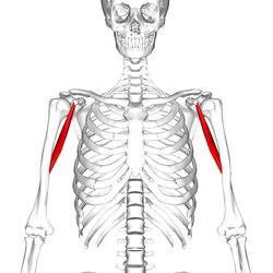 <p>coracobrachialis</p>