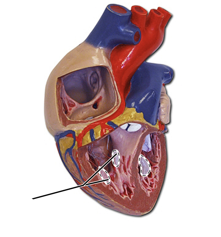 term image