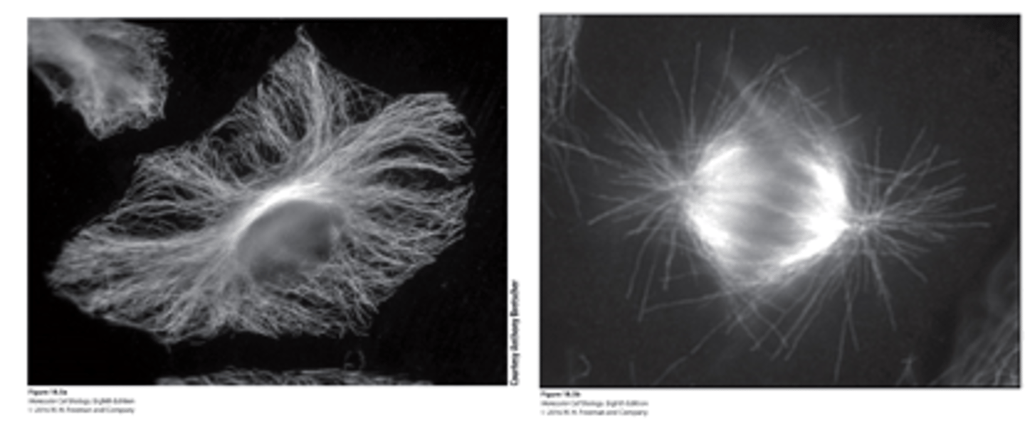 <p>MT distribution: immunofluorescence microscopy using antibodies to tubulin</p><p>•(a) _______________ cell</p><p>•(b) Cell in ______________</p>