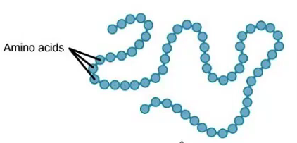 <p>Amino acid sequence</p>