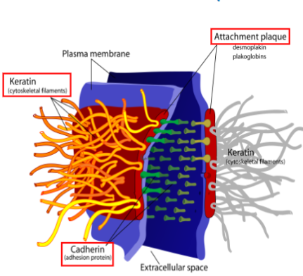 <ul><li><p>Transmembrane proteins (<mark data-color="yellow" style="background-color: yellow; color: inherit;">desmoglein+ desmocollins</mark> - part of cadherin fam) join neighboring cells together&nbsp;</p></li><li><p>cytoplasmic side:&nbsp;</p><ul><li><p>desmoglein+desmocollins&nbsp; are bound to thick <mark data-color="yellow" style="background-color: yellow; color: inherit;">plaque protein</mark> which are linked to <mark data-color="yellow" style="background-color: yellow; color: inherit;">intermediate filaments&nbsp;</mark></p></li></ul></li></ul><p></p><p>function:&nbsp;</p><ul><li><p>resist mechanical stress to keep cells from pulling apart&nbsp;</p></li></ul><p></p><p></p>
