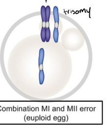 <p>After meiosis I non-disjunction, one pair of sister chromatids separates like it should but the other three chromatids end up in one polar body. This will create a normal egg with the correct amount of DNA but the polar body will have a trisomy.</p>