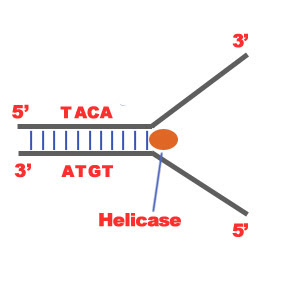 <ol><li><p>Enzyme (helicase) breaks hydrogen bonds between base pairs</p></li></ol><p></p>