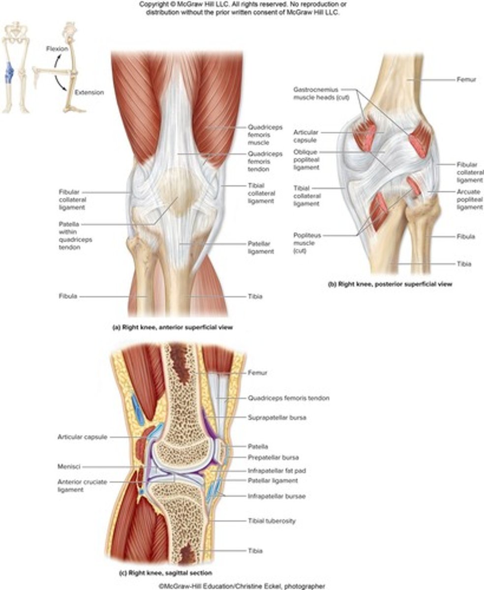 <p>diarthrotic hinge joint composed of humeroulnar and humeroradial joints; both joints enclosed in a single articular capsule.</p>