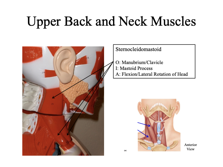 <p>O: Manubrium/Clavicle</p><p>I: Mastoid Process</p><p>A: Flexion/Lateral Rotation of Head</p>