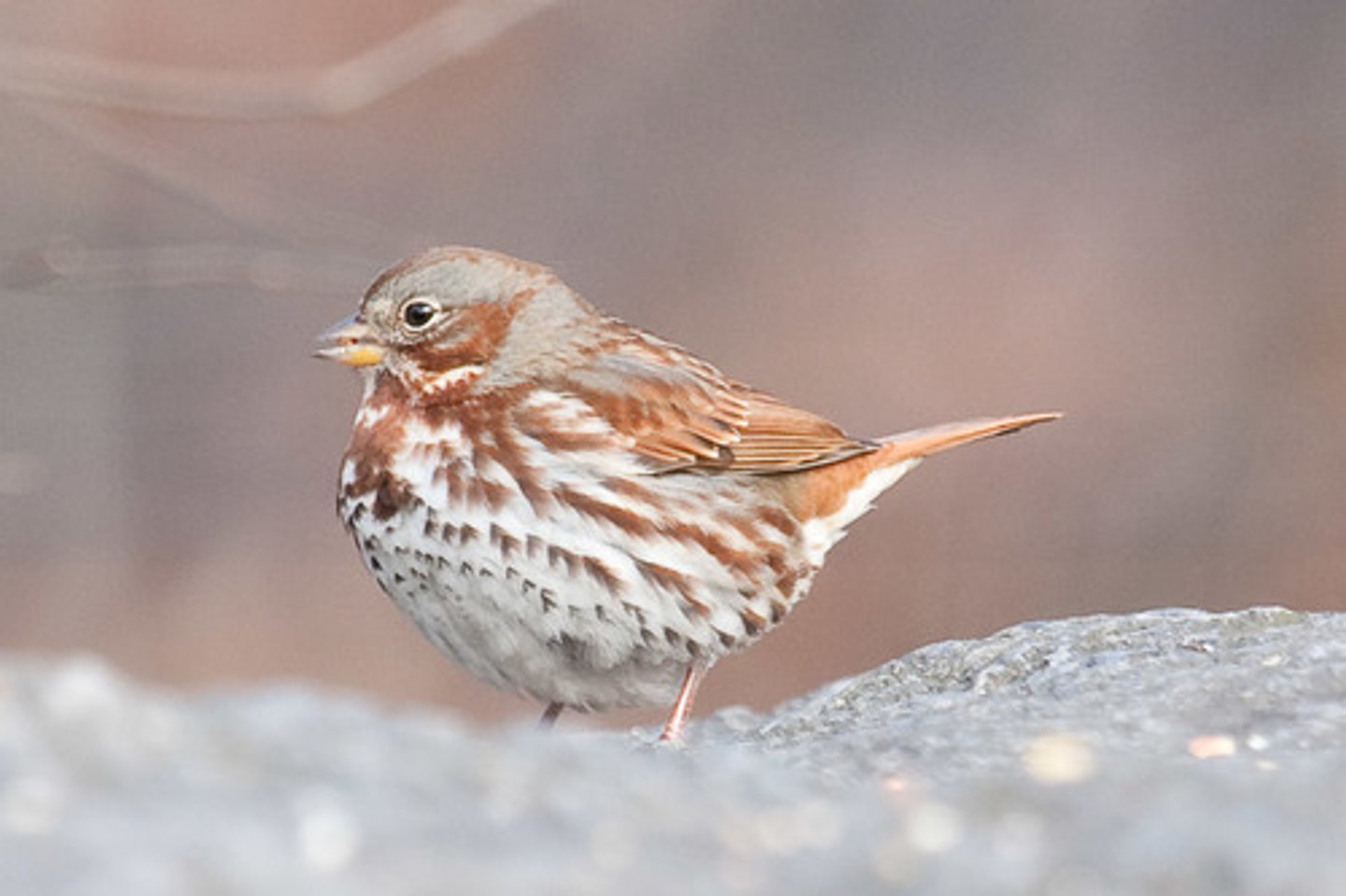 <p>Passerellidae</p>