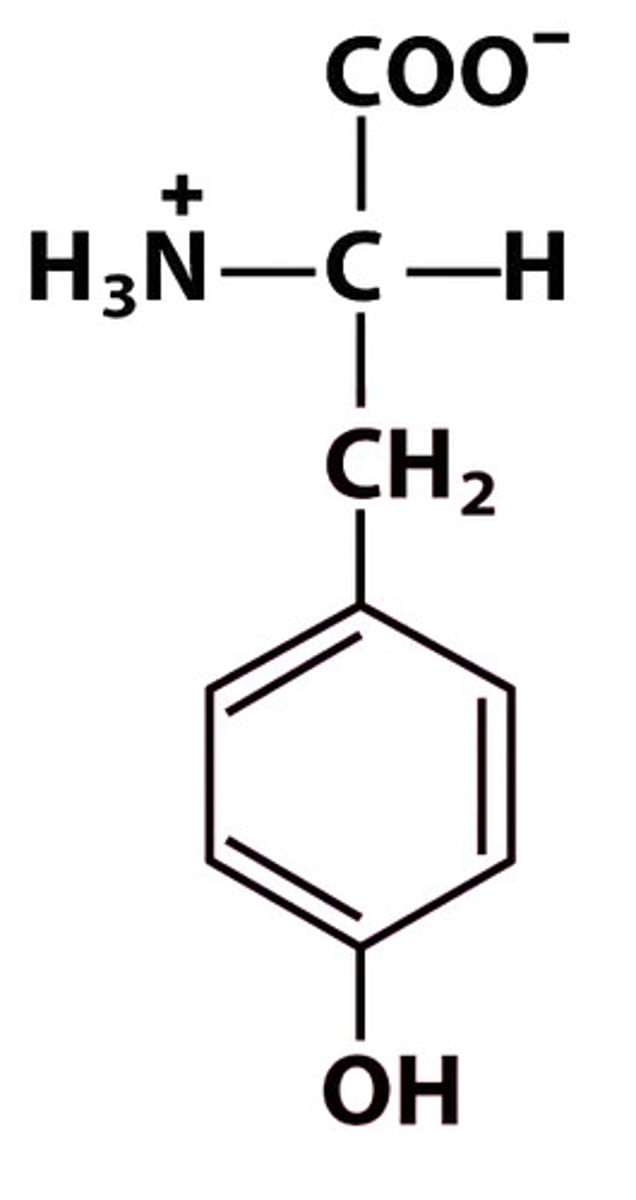 <p>Give the symbol, abbreviation, name of this amino acid, as well as the pKa of its R group (aka side chain)</p>