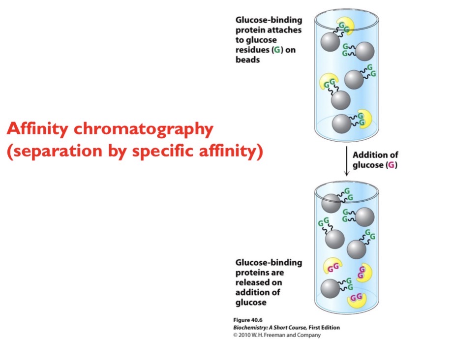 <p>Separation by specific affinity. Beads are attached to a specific molecule (ex glucose). Any protein that can bind to that specific molecule will get stuck. Then, you add more of that molecule (ex glucose) so the protien binds to the excess molecule added.</p>