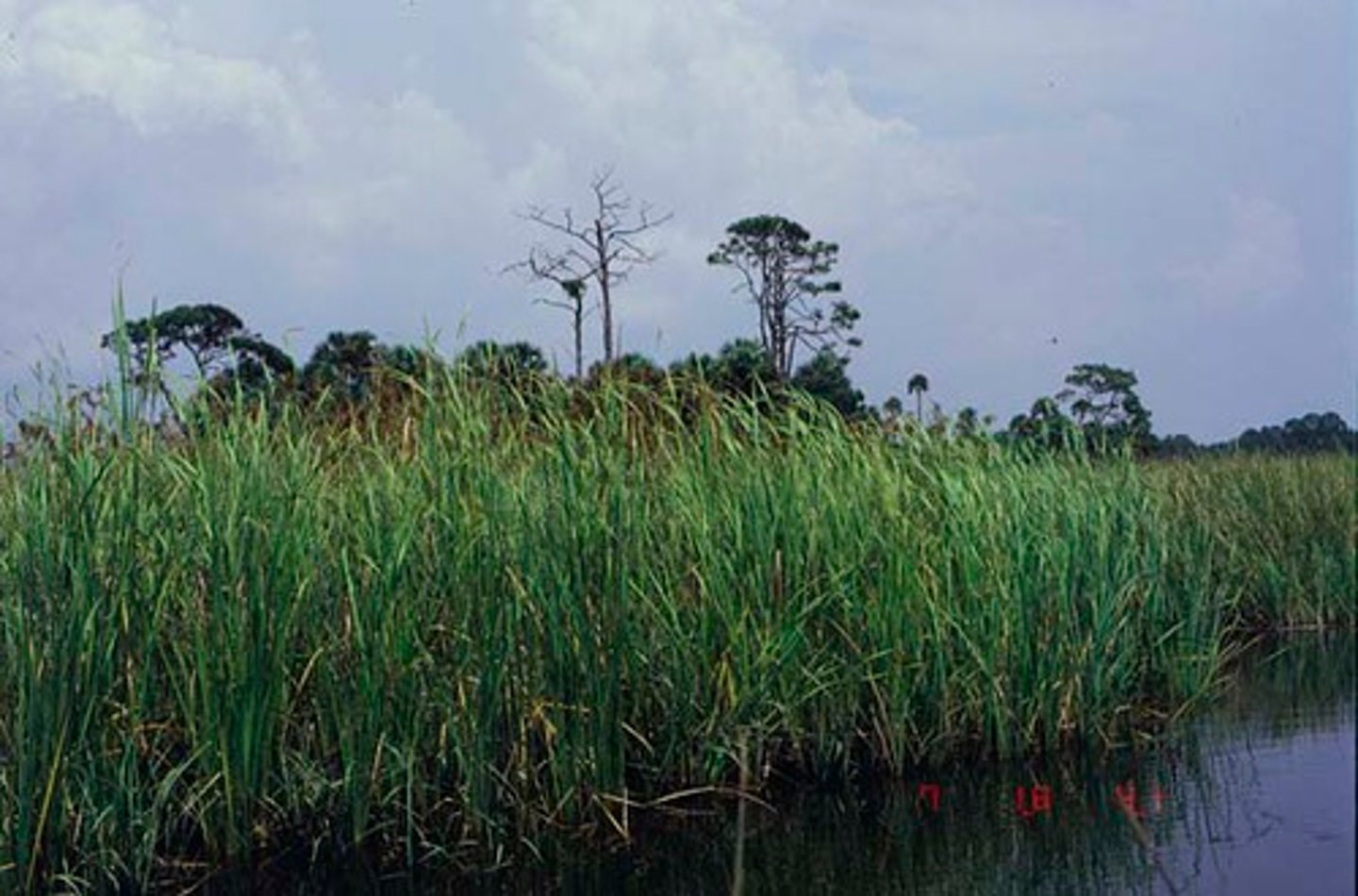 <p>(aka) River of Grass<br>wetland<br>sawgrass is a sedge<br>alligator hole <br>periphyton<br>maintained by fires</p>