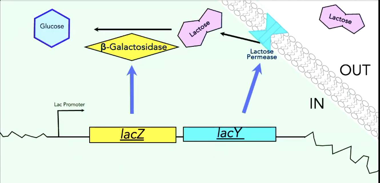 <ol><li><p>lacY gene expresses lactose permease protein which allows lactose into the cell.</p></li><li><p>lacZ gene then expresses beta-galactosidase which digests lactose into glucose</p></li></ol><p></p>