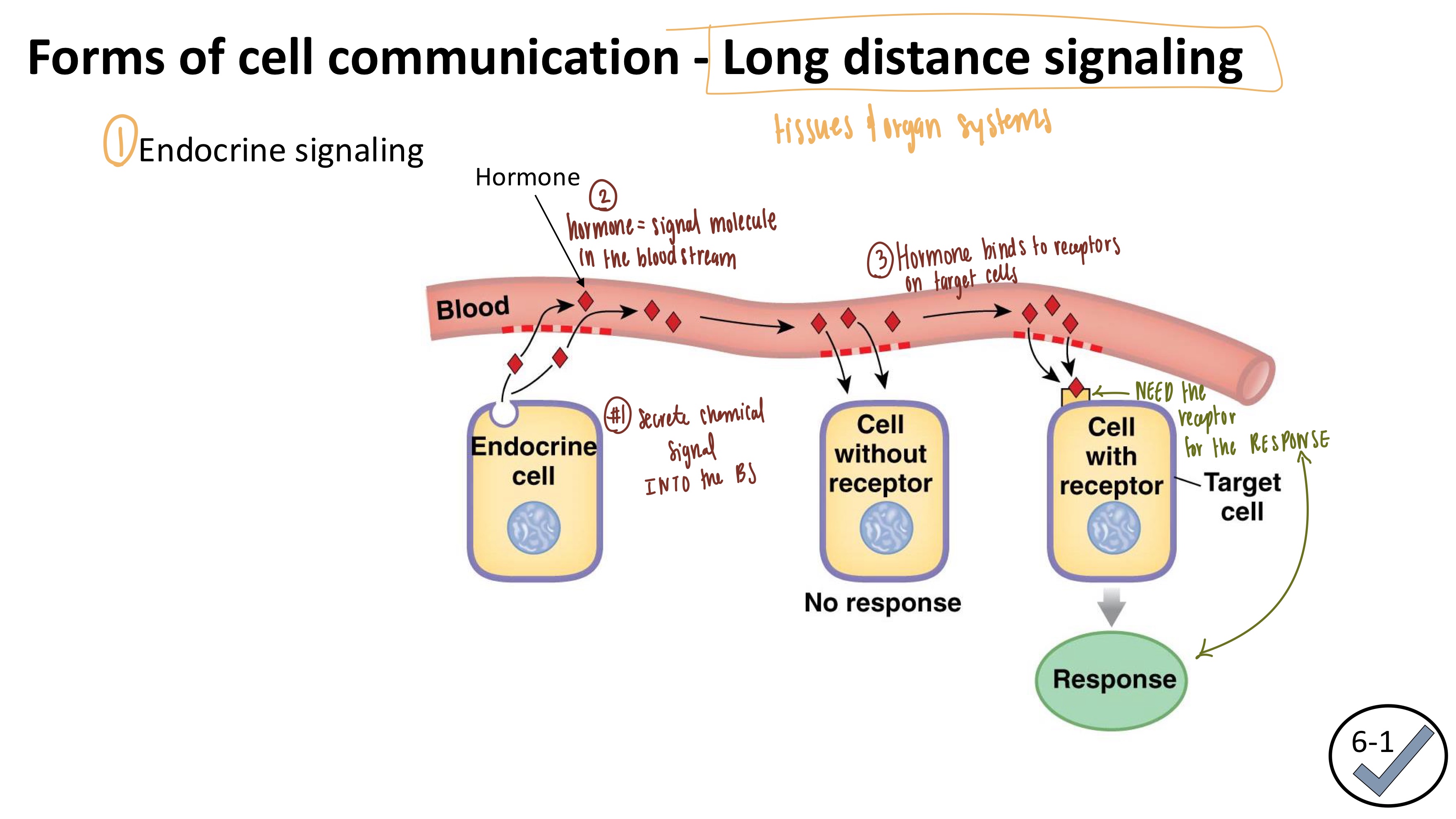 <p><strong><mark data-color="purple" style="background-color: purple; color: inherit">LONG-DISTANCING signaling</mark></strong></p><ol><li><p>Endocrine Cell RELEASES chemical signal to the bloodstream</p></li><li><p>Chemical signal in the bloodstream → <mark data-color="red" style="background-color: red; color: inherit">hormone</mark></p></li><li><p>Hormone binds to the receptors on the target cells</p><ul><li><p>Target cells NEED the receptor for the response, if they don’t have it</p></li></ul></li><li><p>Response is created</p></li></ol><p></p>