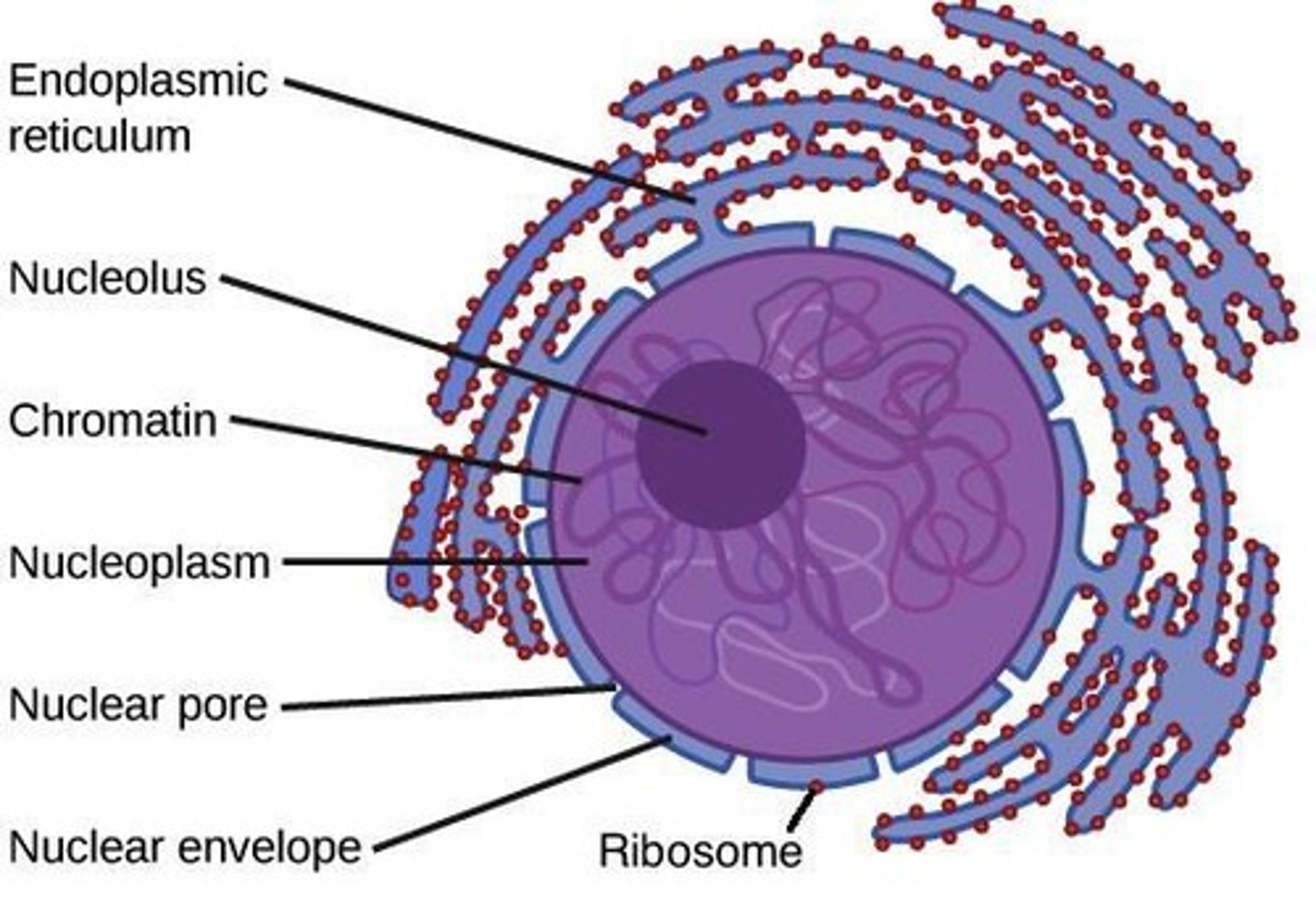 <p>The command center of the cell, a membrane-bound organelle that stores genetic material and coordinates cell activities</p>