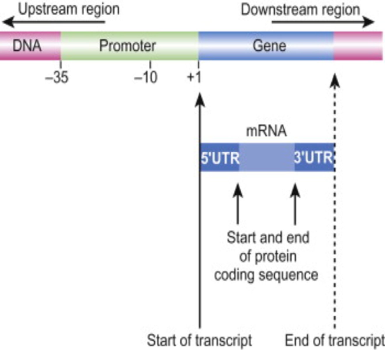 <p>Down stream (going right)</p><p>- 3'-5' = transcription and translation</p><p>----------------------</p><p>Up stream (going left)</p><p>5'-3' = direction from which the polymerase or ribosome has come</p>