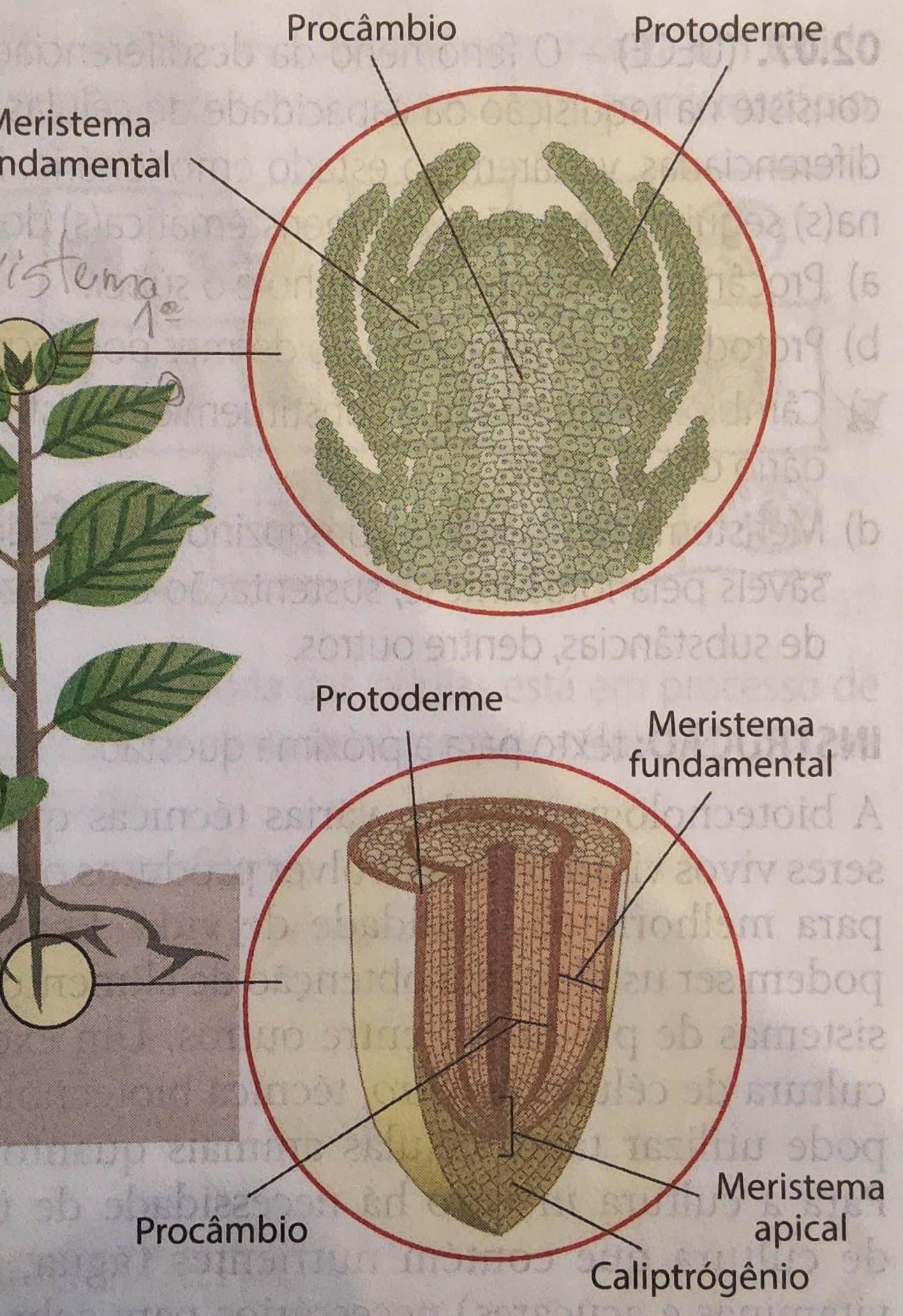 PRIMÁRIO:

* se localizam nas regiões apicais, crescimento ↑ e ↓
* totipotentes
* três tipos de tecidos meristemáticos primários, são eles:
  * **Protoderme:** se diferenciará em epiderme, (tecido de revestimento da planta)
  * **Meristema Fundamental:** se diferenciará formando os (tecidos fundamentais): parênquima, colênquima e esclerênquima
  * **Procâmbio:** originará o xilema e o floema primários, (tecidos que formam o sistema vascular)
* se cortar não cresce mais