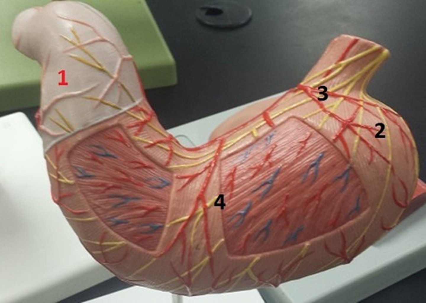 <p>What is the region labeled 1?</p>