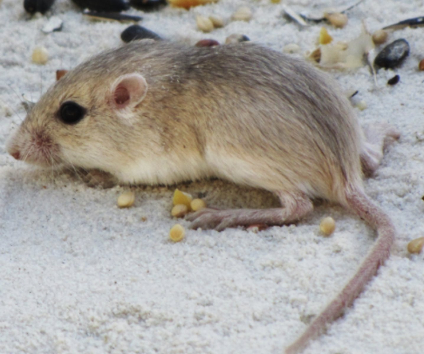 <p>Genus, habitat, range</p>