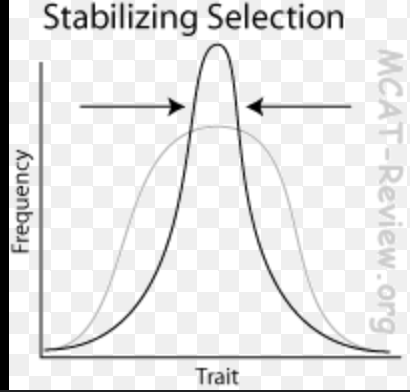 <p>Stabilizing selection </p>