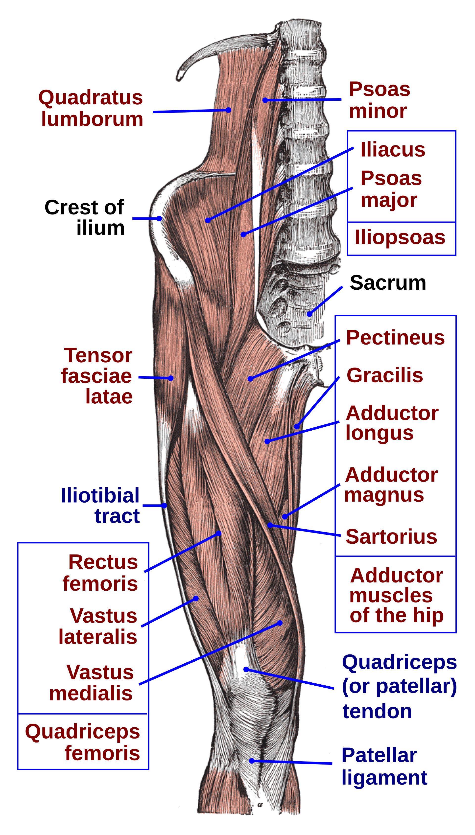 <p>Vastus Medialis </p><ul><li><p>quads </p></li></ul>