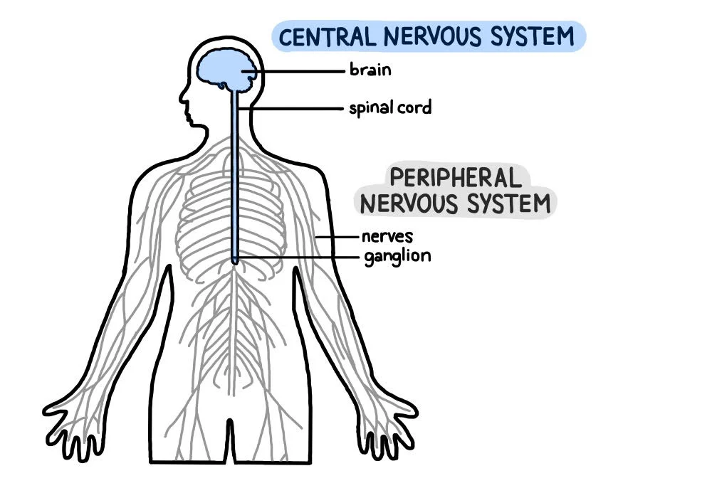 <p>means that a body part is situated away from the center of the body or an organ. The peripheral nervous system is located outside the central nervous system. </p>