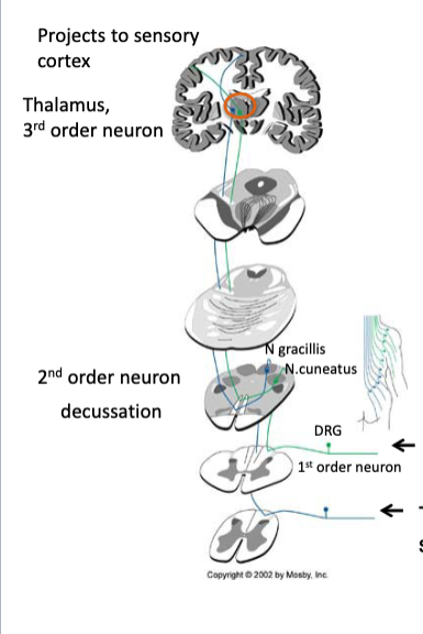 <p>at column medella where nucleus gracillis and nucleus cuenatus are located (2nd order neurons)</p>