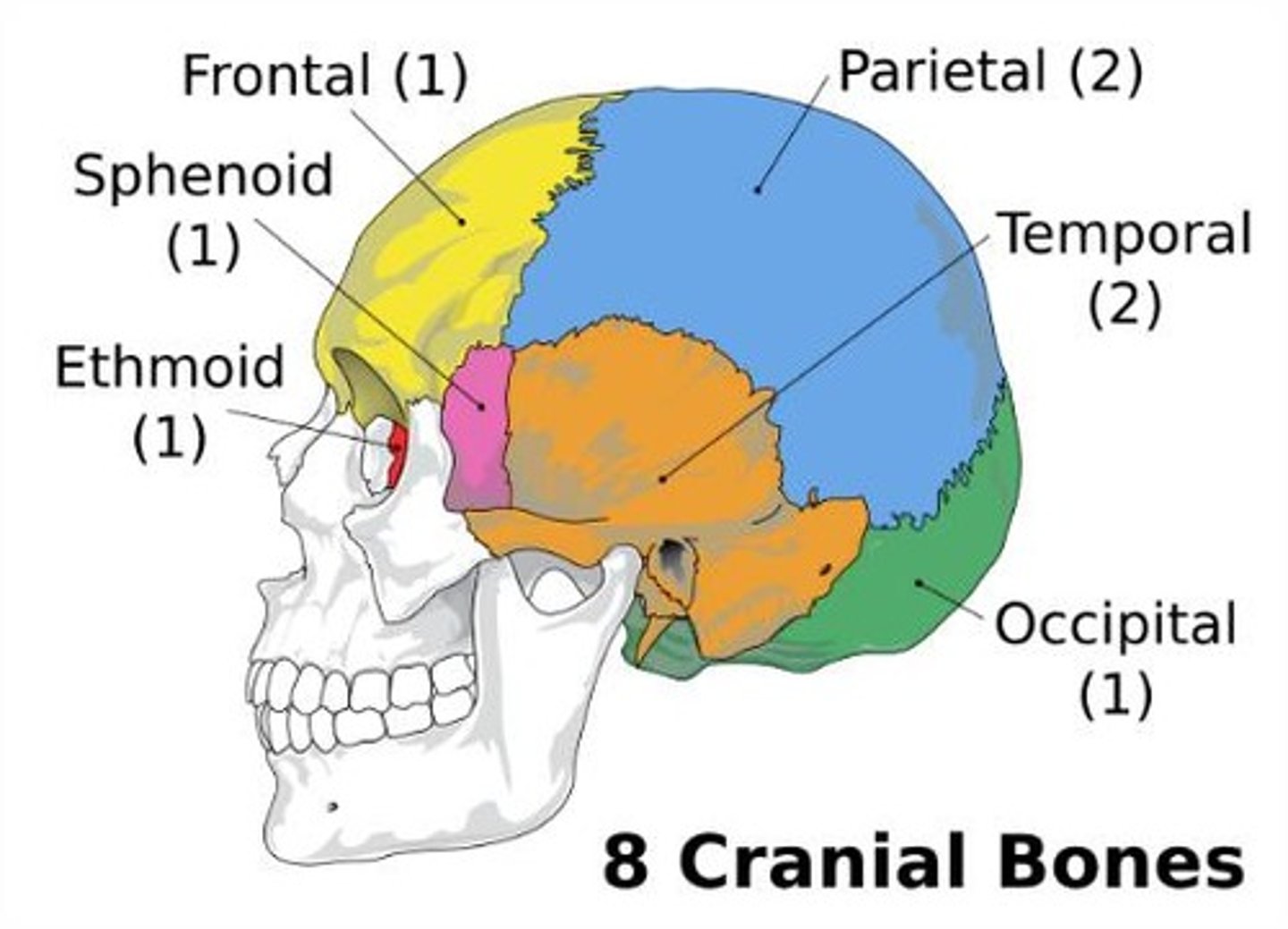 <p>Includes the frontal bone (forehead), parietal bones (two flat bones on either side of the head), temporal bones (side of the skull), occipital bone (back of the skull), sphenoid bone (butterfly shaped at the base of the cranium), and ethmoid bone (between the eyes and nasal cavity), protecting and encasing the brain.</p>