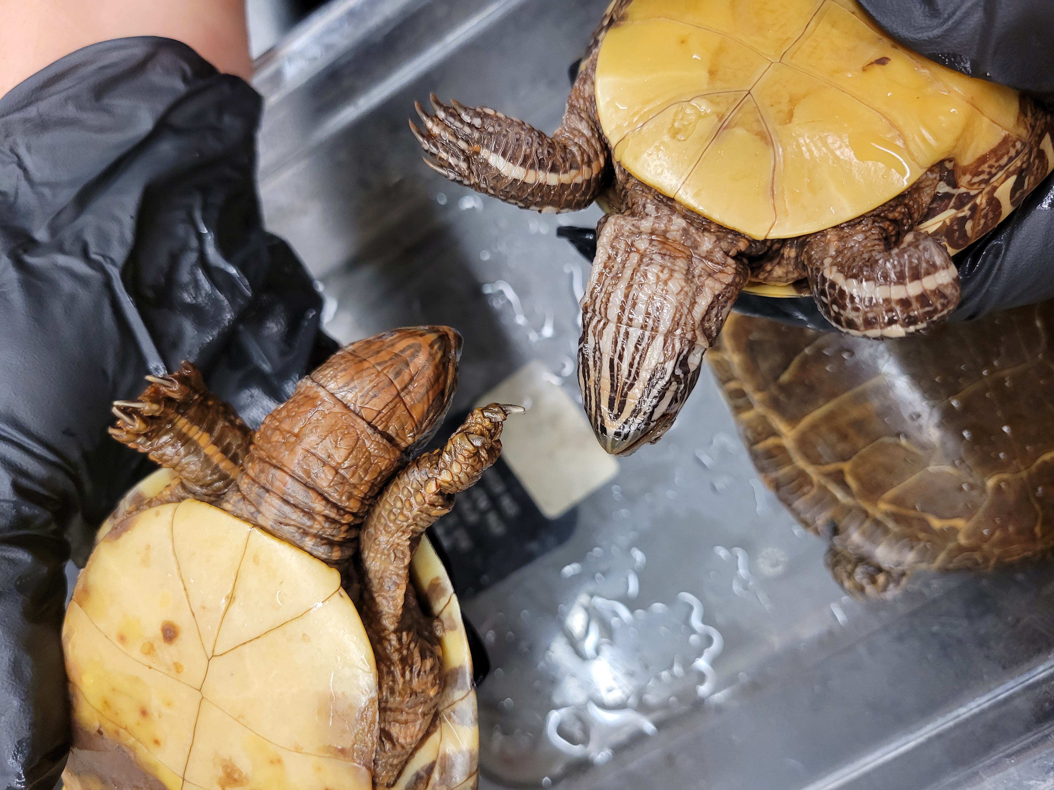 <p><span>F: Emydidae<br>Chrysemys picta</span></p>