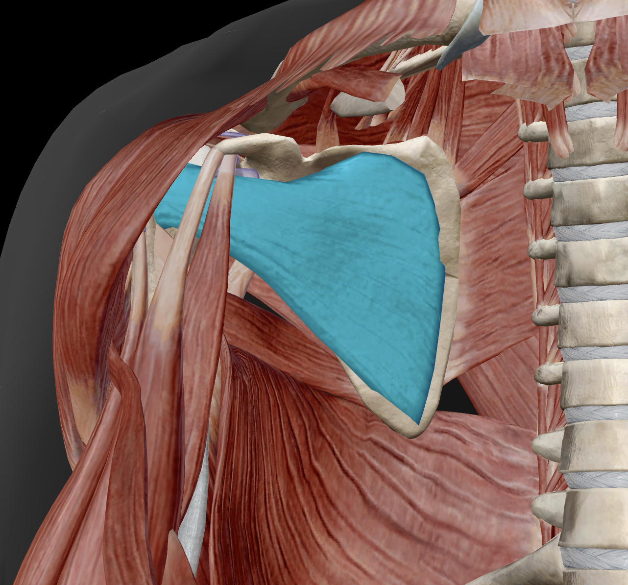 <p>distal attachment?</p>