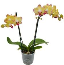 <p>Moth Orchid</p>