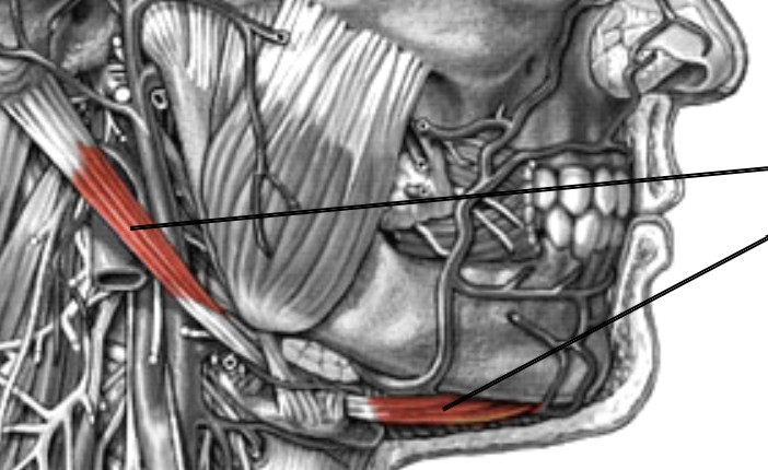<p>Which anterior muscle of the neck is:</p><ul><li><p>Attach from mastoid process, goes under a band, and to mandible</p></li><li><p>Action: elevate hyoid for swallowing</p></li><li><p>Nerve: A = <span style="color: yellow;">CN V</span>, P = <span style="color: yellow;">CN VII</span></p></li></ul><p></p>
