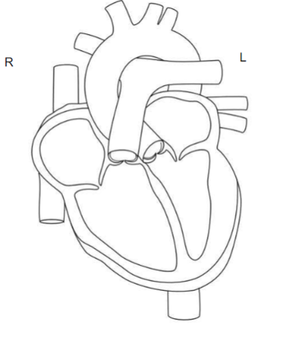 What is the anatomy of the heart, how is it protected, and draw the heart with labels. 
