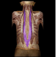 <p>Bilateral action extends neck and vertebral column; unilateral action rotates head.</p>
