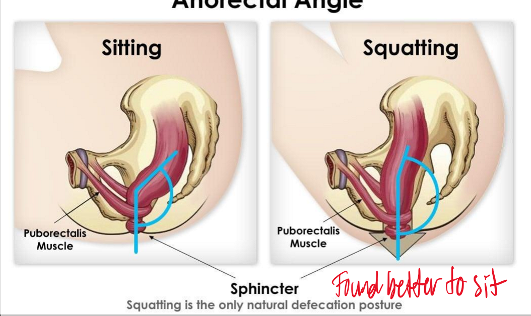 <p>It is better to <strong>squat </strong>because the<strong> sphincter is in a natural angle </strong></p>