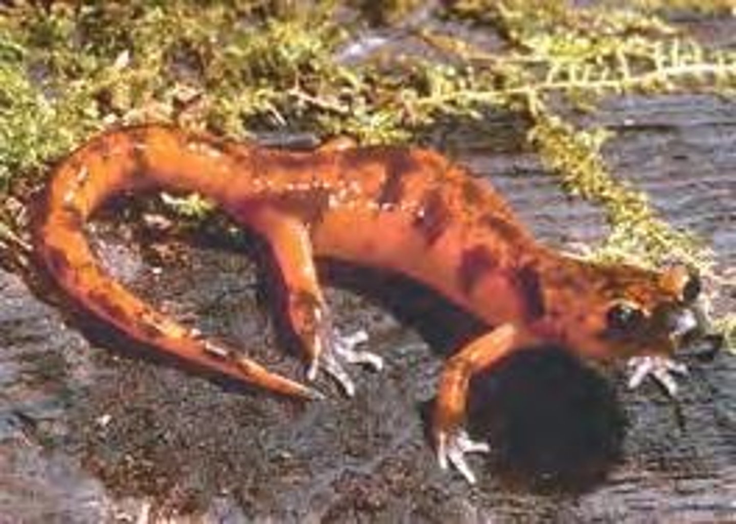 <p>Different body shapes evolved in high-predation versus low-predation ponds, leading to mating preferences that isolated populations.</p>