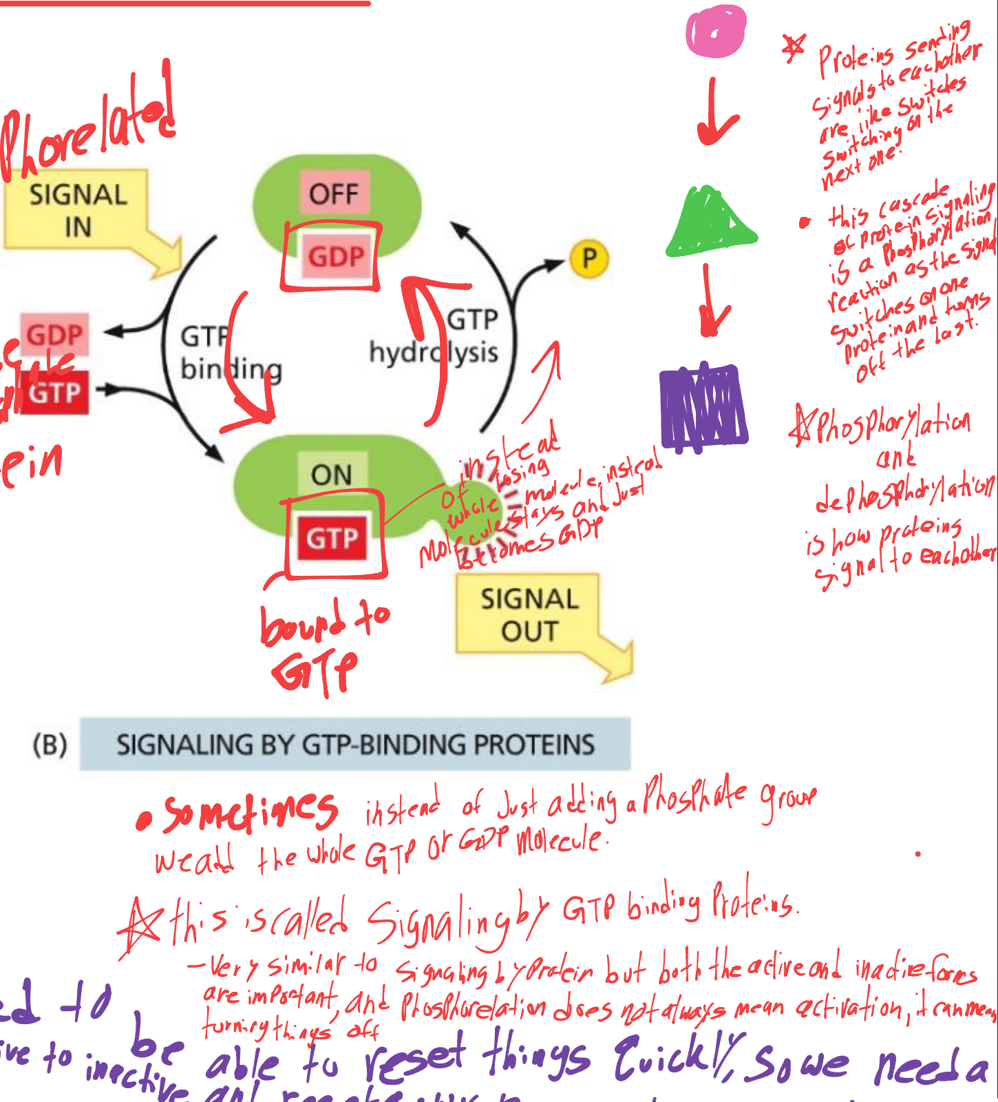<p>as signal enters protein GDP leaves the inactive protein and GTP binds to active it, </p><p>when signal leaves protein, GTP hydrolyzes (Turns back into GDP by losing water) and protein becomes inactive again</p><p>this is nice bc the protein doesn’t have to lose a whole molecule. unlike other one. </p><ul><li><p>side note, phosphorylation won’t always mean activation, it can turn things off too</p></li></ul><p></p>