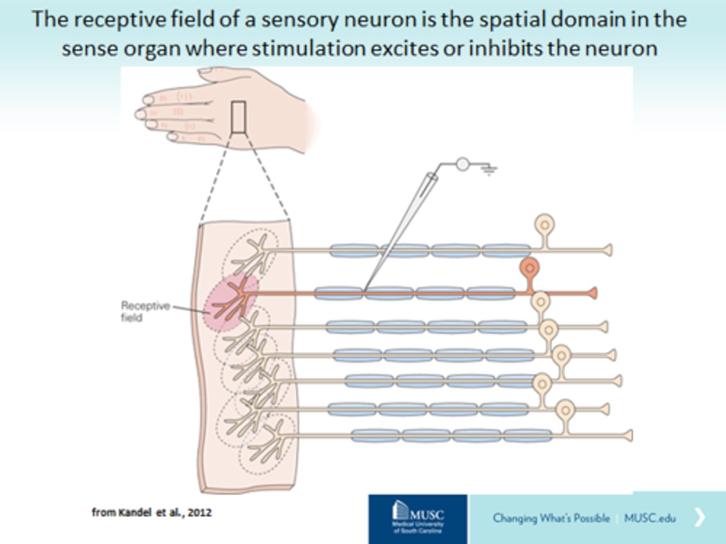 <p>Region of sensory space in which a stimulus will modify the firing of a neuron.</p><p>Shows selectivity in neurons (will fire to some stimuli and not others)</p>