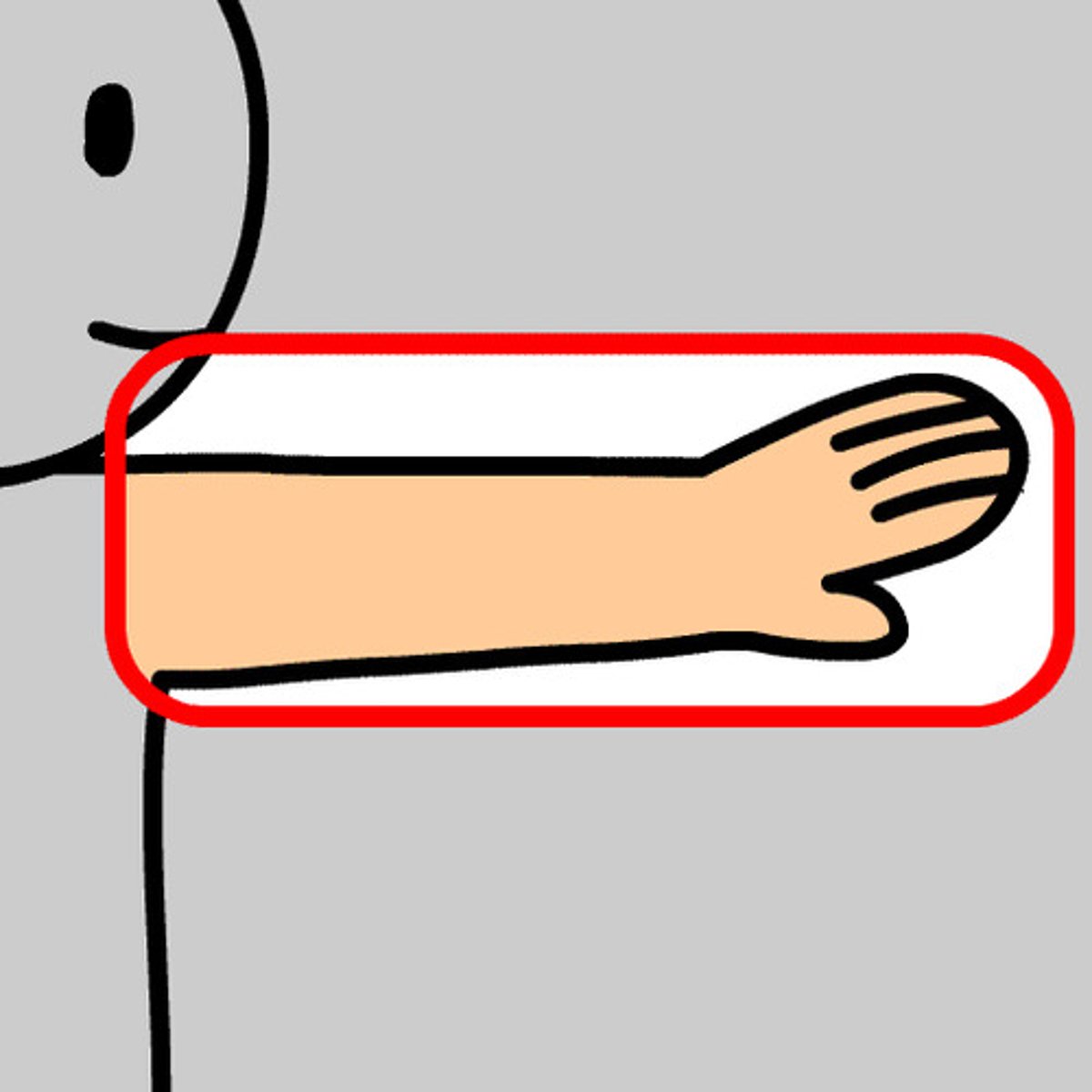 <p>arm, noun</p>