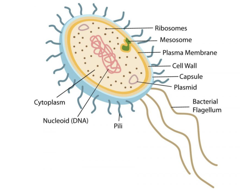 <ul><li><p>Flagellum (for locomotion - simple structure)</p></li><li><p>Capsule (slime layer for extra protection)</p></li><li><p>Mesosome (infolding of cell membrane forming photosynthetic membrane/nitrogen fixation. </p></li><li><p>Plasmid (small circle of DNA)</p></li><li><p>Pili (attachment to other cells/surfaces or for sexual reproduction). </p></li></ul><p></p>