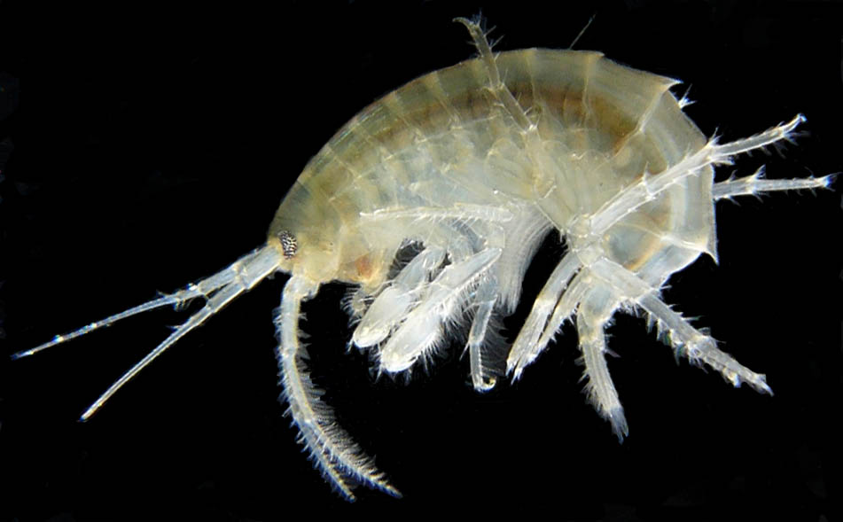 <p>Class Malacostraca, Order Amphipoda</p>