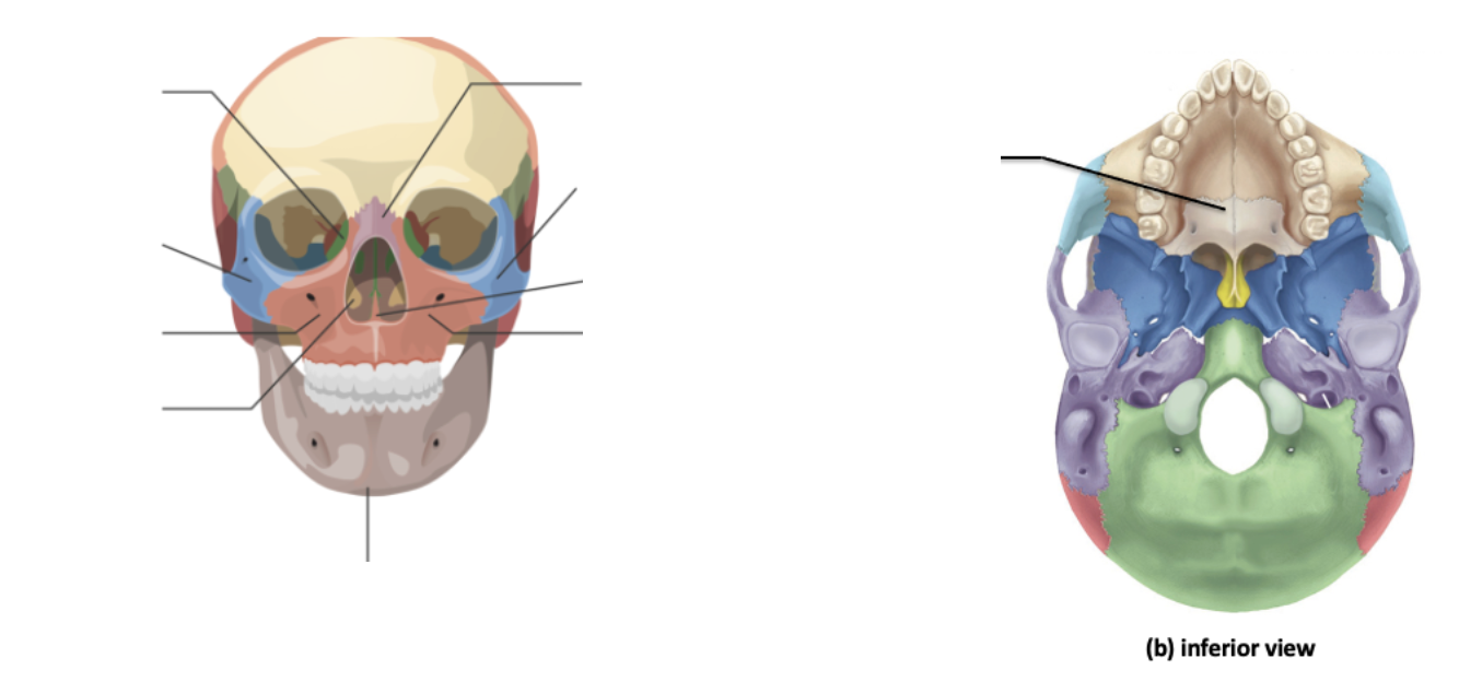 <p>Identify the facial markings</p>