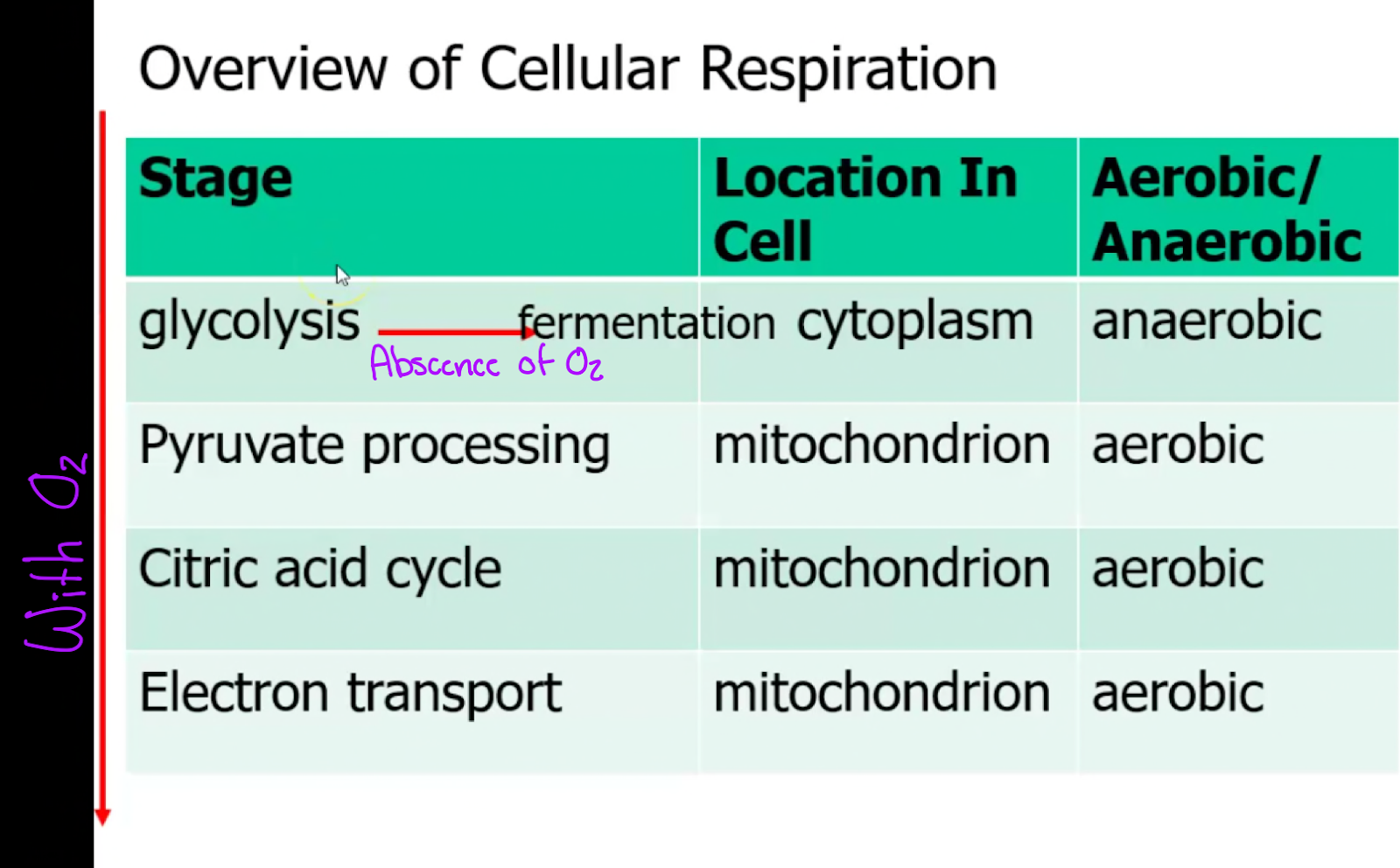 Glycolysis- Anaerobic 

Pyruvate, Citric Acid, And Electron Transport are Aerobic
