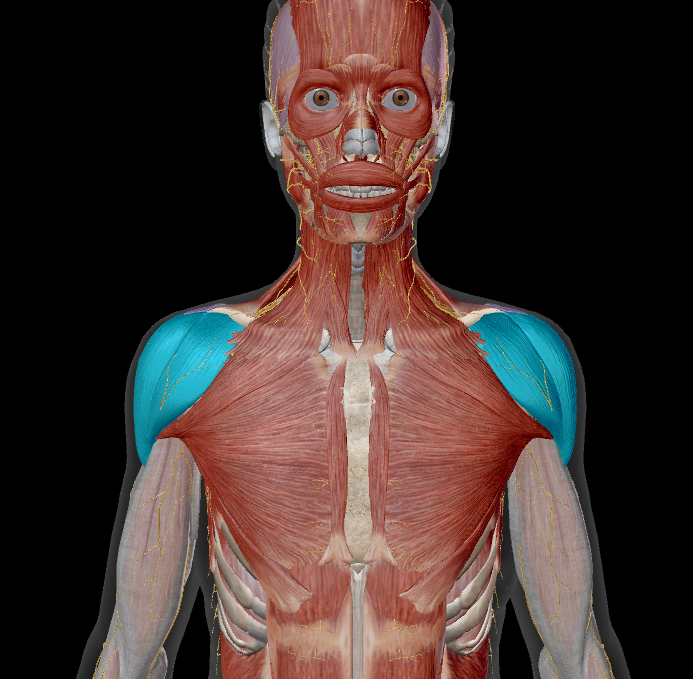 <p>name the muscle + action</p>