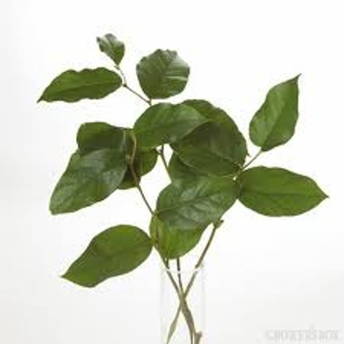 <p>Salal; Filler</p>