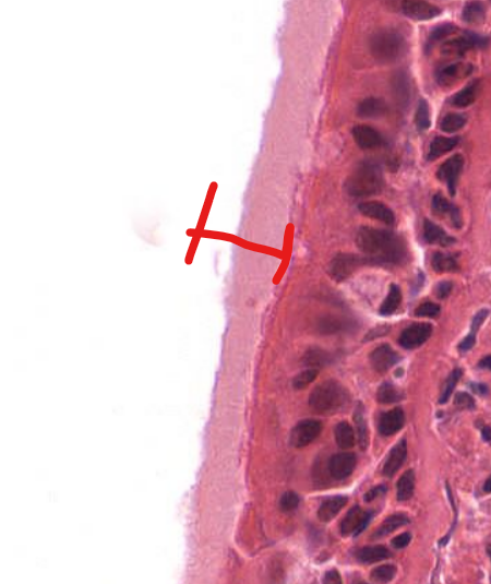 <p>structure</p>