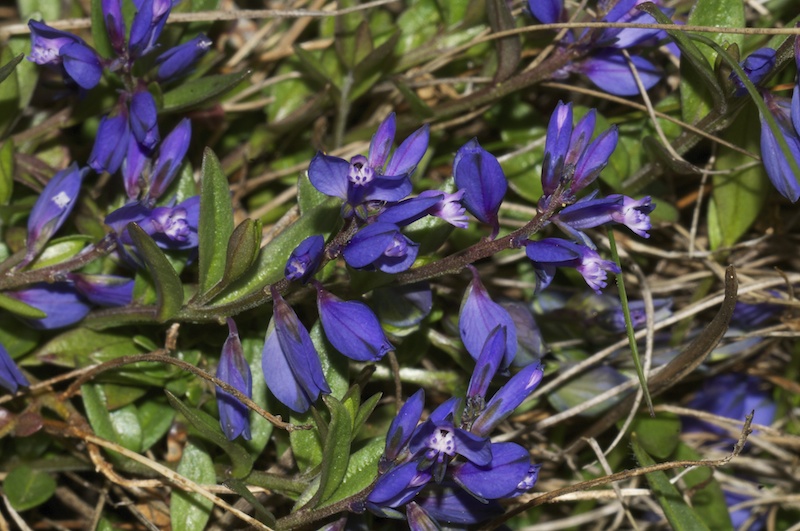 <p>Heath milkwort </p>